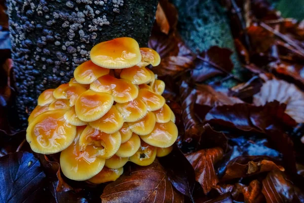 Narancs Bársony Szár Téli Gomba Kilátás Felülről Erdőben — Stock Fotó