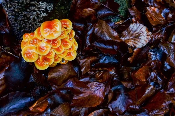 Gambo Velluto Arancione Fungo Invernale Con Molte Foglie Marroni Nella — Foto Stock