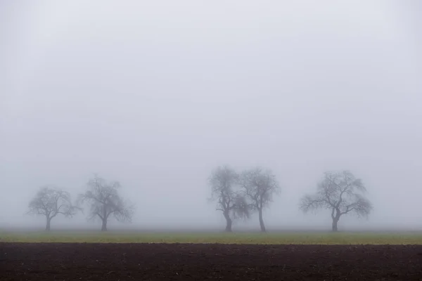 Vijf Bomen Een Veld Met Dichte Mist Winter — Stockfoto