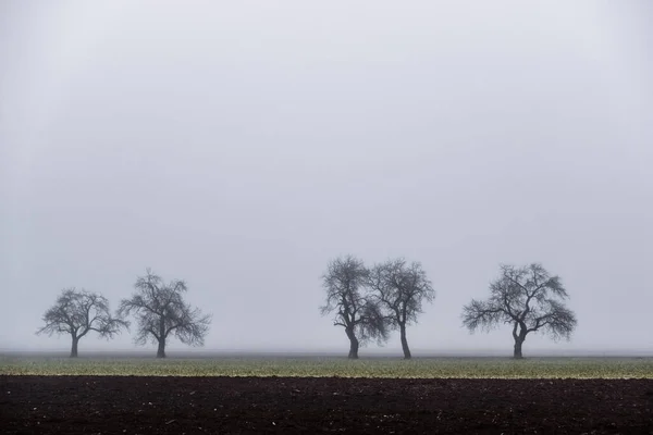 Cinco Negro Campo Con Niebla Densa Invierno — Foto de Stock