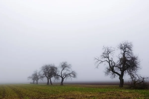 Knoestige Bomen Een Veld Dichte Mist Winter — Stockfoto