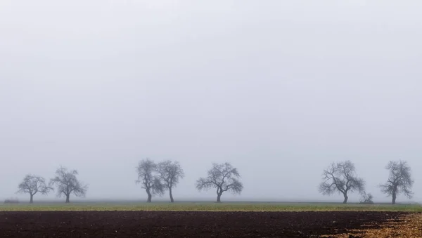 Knoestige Bomen Een Veld Dichte Mist Panorama Uitzicht — Stockfoto