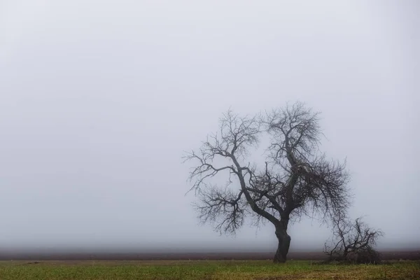 Öreg Gnarled Egy Mezőn Sűrű Köd Télen — Stock Fotó