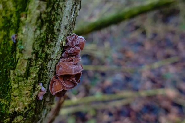 Judenohr Vitale Pilze Auf Einem Baum Winter — Stockfoto
