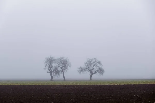 Drie Bomen Een Veld Met Dichte Mist Winter — Stockfoto