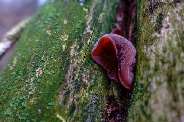 Único Cogumelo Vital Orelha Judeu Uma Árvore — Fotografia de Stock