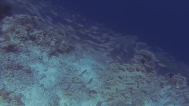 Bali 'de dalarken denizde büyük balık sürüsü