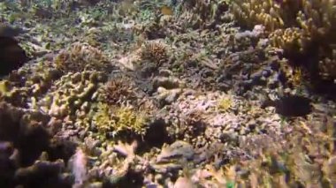 Küçük kutucuk balıkları dalarken kameraya bakıyor.