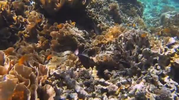 Риба Дивиться Море Під Час Дайвінгу — стокове відео