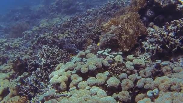 Большой Пастух Море Бали Время Погружения — стоковое видео