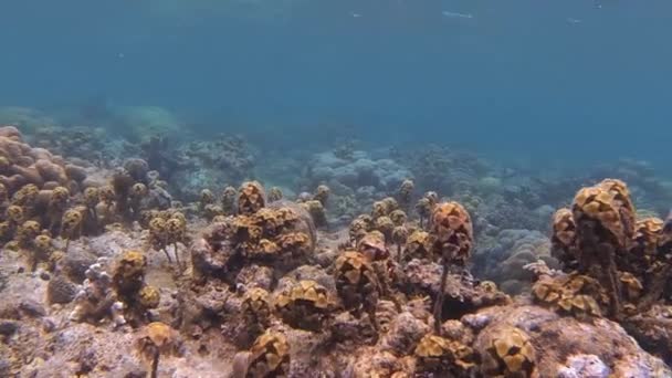 Zielone Rośliny Morzu Bali Indonezja Wakacjach — Wideo stockowe