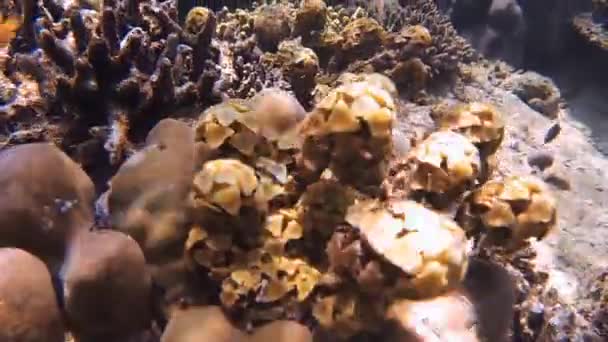 Piante Verdi Sulla Barriera Corallina Mare Durante Immersioni — Video Stock