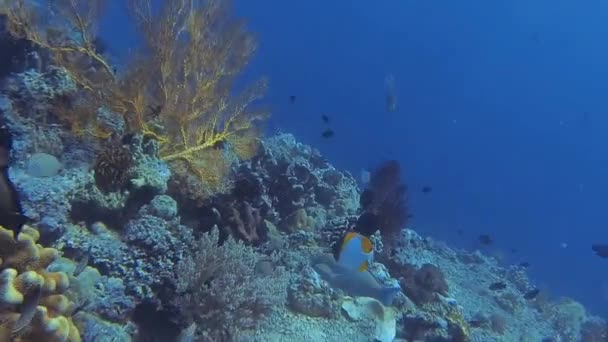 Grande Fan Corallo Giallo Nel Mare — Video Stock