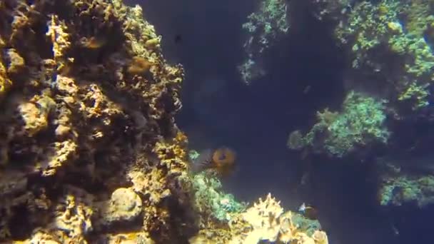 Boxfish Nuota Nel Nascondiglio Bali — Video Stock