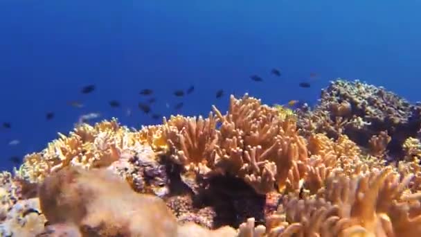 Korallen Und Fische Beim Tauchen Bali — Stockvideo