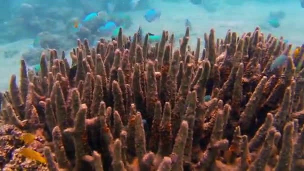 Piccoli Pesci Colorati Sulla Punta Dal Corallo Nel Mare — Video Stock