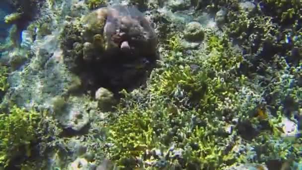 Pesce Palla Nasconde Nel Corallo — Video Stock