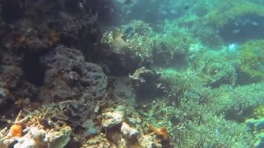 Bali 'deki mercanlarda dev kirpi balıkları yüzer.