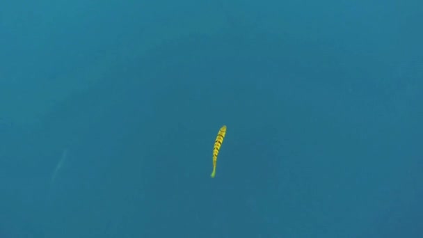 在水里潜水时吃快黄色的鱼 — 图库视频影像