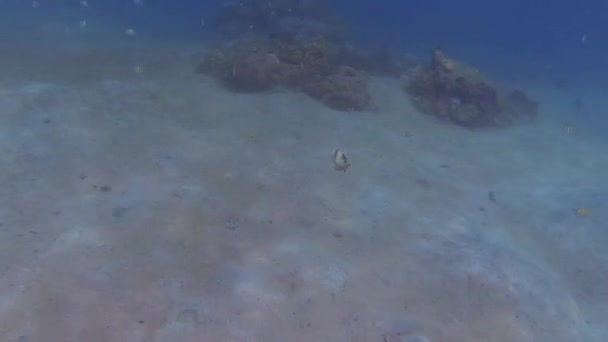 Schneller Drückerfisch Beim Tauchen Bali — Stockvideo