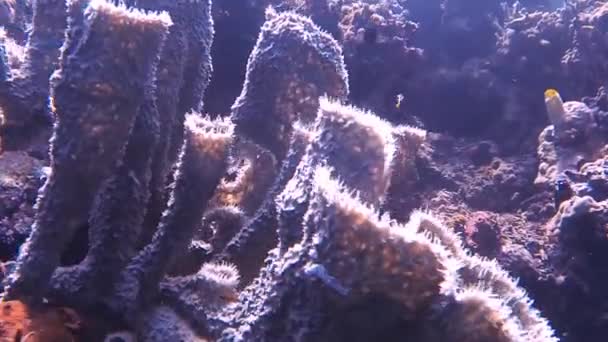 大珊瑚在大海里 — 图库视频影像