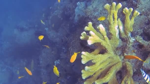 Hermoso Coral Peces Colores Mar Bali — Vídeo de stock