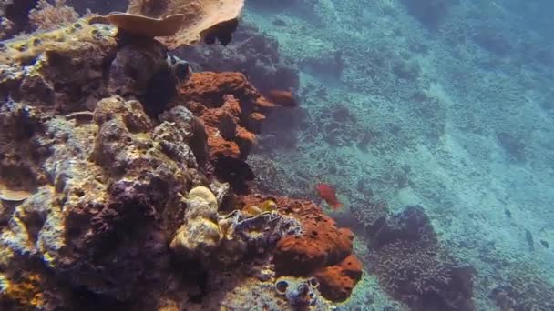 Peixe Balão Gigante Coral Bali — Vídeo de Stock