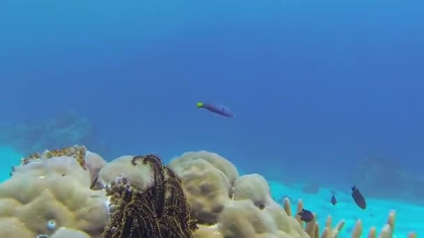 Красивий Корал Крупним Планом Балі — стокове відео