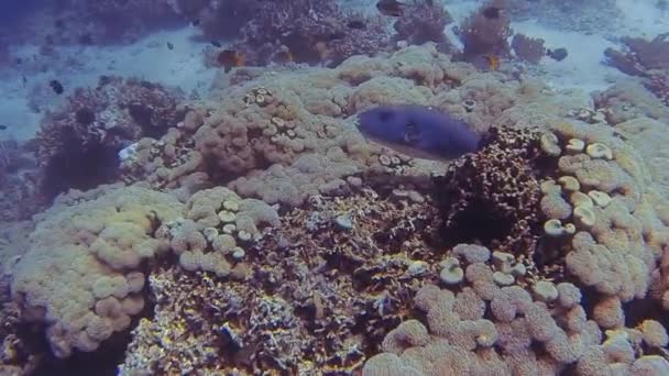 Γιγαντιαία Puffer Ψάρια Όμορφα Κοράλλια Bali — Αρχείο Βίντεο