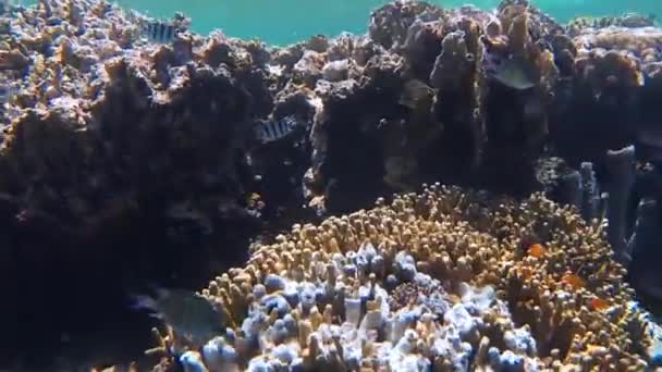 バリのサンゴ礁の澄んだ海の水は — ストック動画
