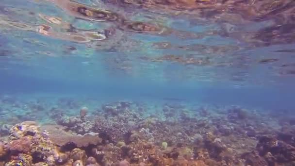 Bali Deki Resifte Berrak Deniz Suyu — Stok video