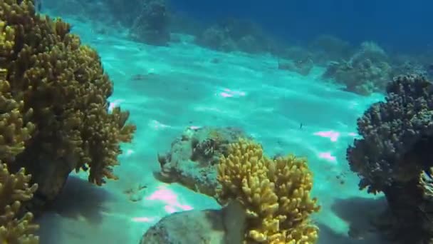 Nurkowanie Koralach Dnie Morza Bali — Wideo stockowe