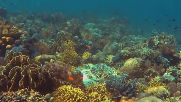 Βουτιά Πολύχρωμο Κοραλλιογενή Ύφαλο Στο Μπαλί — Αρχείο Βίντεο