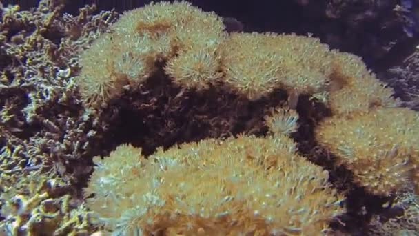 Polypes Déplacer Mer Bali — Video