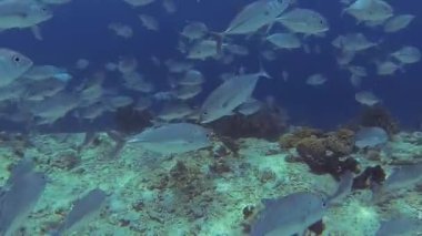 Dalgıçlık yaparken denizde bir sürü balık