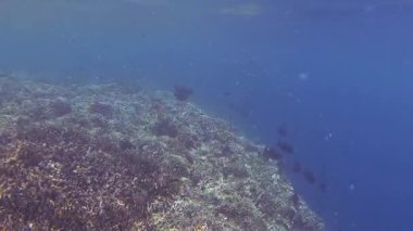 Bali 'de dalarken bir sürü farklı balık