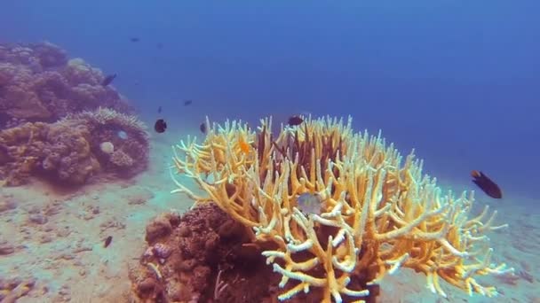 ダイビング中にインドネシアの美しいカラフルなサンゴが — ストック動画