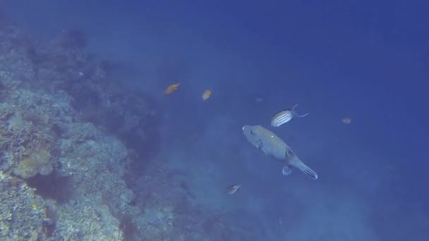 ダイビング中に青い海の巨大なフグ — ストック動画