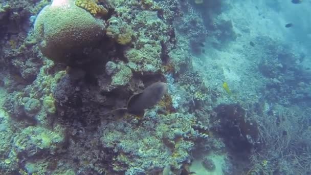 Gigante Triggerfish Nada Enquanto Mergulho — Vídeo de Stock