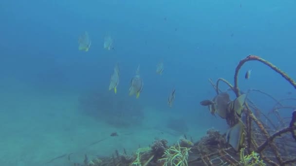 Mnoho Netopýrů Moři Při Potápění — Stock video