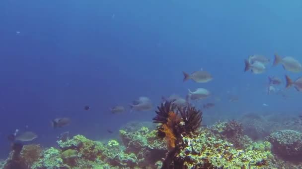 Muitos Peixes Recife Coral Indonésia Durante Mergulho — Vídeo de Stock