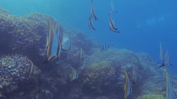 ダイビング中に海でたくさんの大きな蝶の魚が — ストック動画