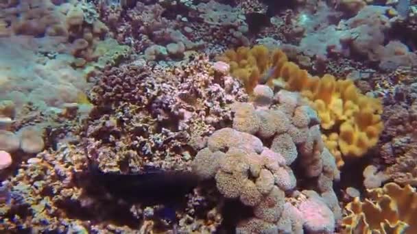 Красивые Красочные Кораллы Крупным Планом Время Погружения — стоковое видео