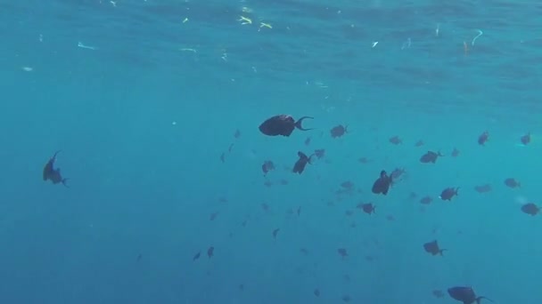 Muitos Triggerfish Dentes Vermelhos Enquanto Mergulho — Vídeo de Stock