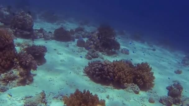 ダイビング中に海の中の美しいサンゴの青 — ストック動画
