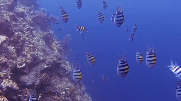 Muitos Peixes Sargento Fechar Enquanto Mergulho — Vídeo de Stock