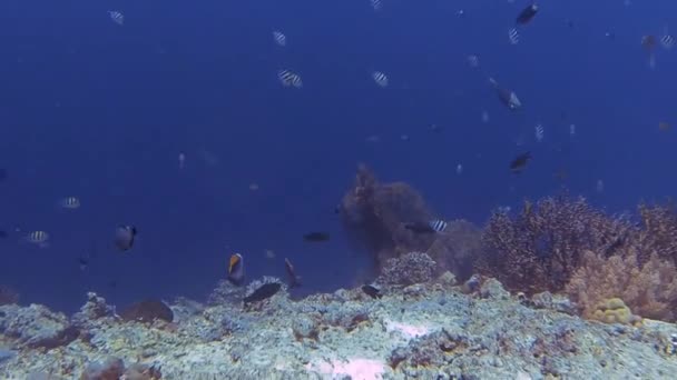ダイビング中に様々な魚の海を — ストック動画