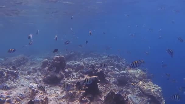 潜水中に多くの小さな軍曹魚 — ストック動画