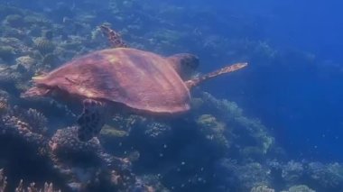 Sualtı kaplumbağası Mısır 'da tatildeyken yakın yüzer.