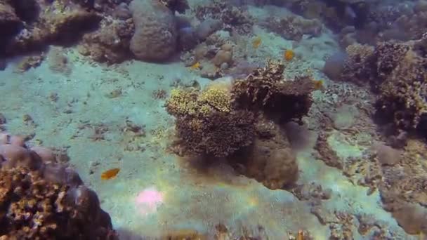 Різні Корали Морі Балі — стокове відео